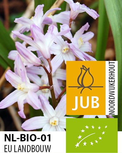 Chionodoxa forbesii BIO Pink Giant 5/+, 100 ks